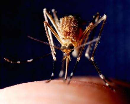 Image for Mosquito Squad of Frederick with ID of: 964063