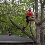 Image for SCS Trees with ID of: 964551