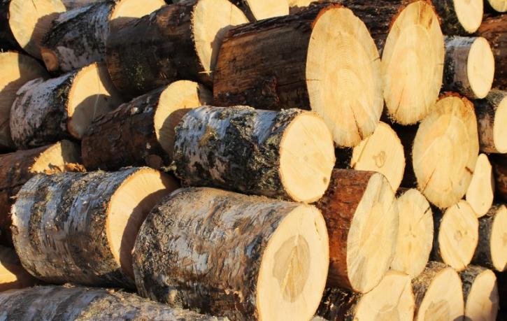 Image for SCS Trees with ID of: 964552