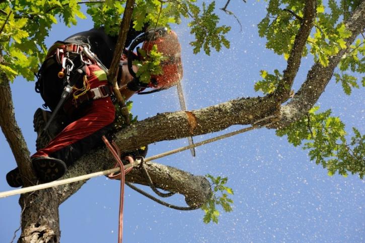Image for SCS Trees with ID of: 964553