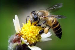 Image for Pest Control Technicians, Inc. with ID of: 969380