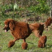 Image for Black Pine AKC Standard Poodles with ID of: 972365