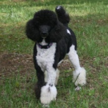 Image for Black Pine AKC Standard Poodles with ID of: 972366