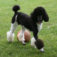 Image for Black Pine AKC Standard Poodles with ID of: 972367