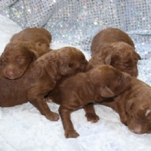 Image for Black Pine AKC Standard Poodles with ID of: 972368