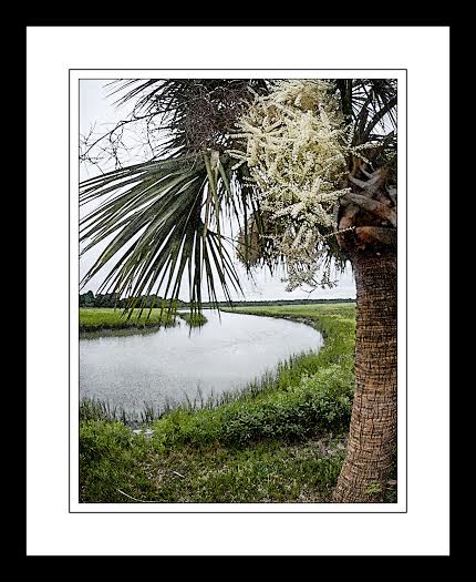 Image for The South Carolina State Tree with ID of: 975878