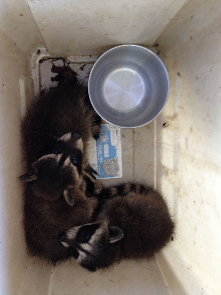 Image for Envirotech Exterminating with ID of: 978615