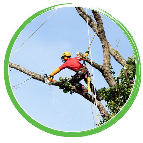 Image for Steward Arbor Care with ID of: 980459