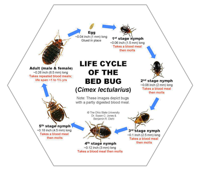 Image for Speedy's Pest Solutions with ID of: 981822