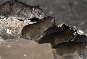 Image for Speedy's Pest Solutions with ID of: 981828