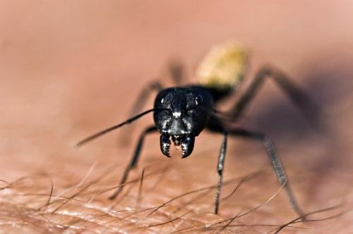 Image for JDC Pest Control with ID of: 982388