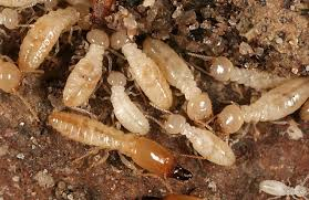Image for Select Pest Control Services with ID of: 982409