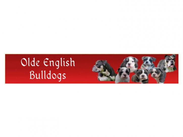 Image for Olde English Bulldogs with ID of: 982489