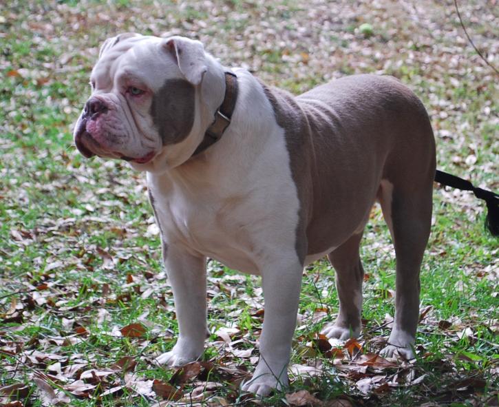 Image for Olde English Bulldogs with ID of: 982495
