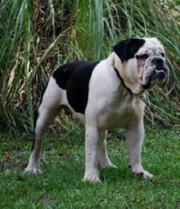 Image for Olde English Bulldogs with ID of: 982497