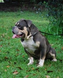 Image for Olde English Bulldogs with ID of: 982498