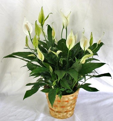Image for Nan's Blossom Shop with ID of: 984845