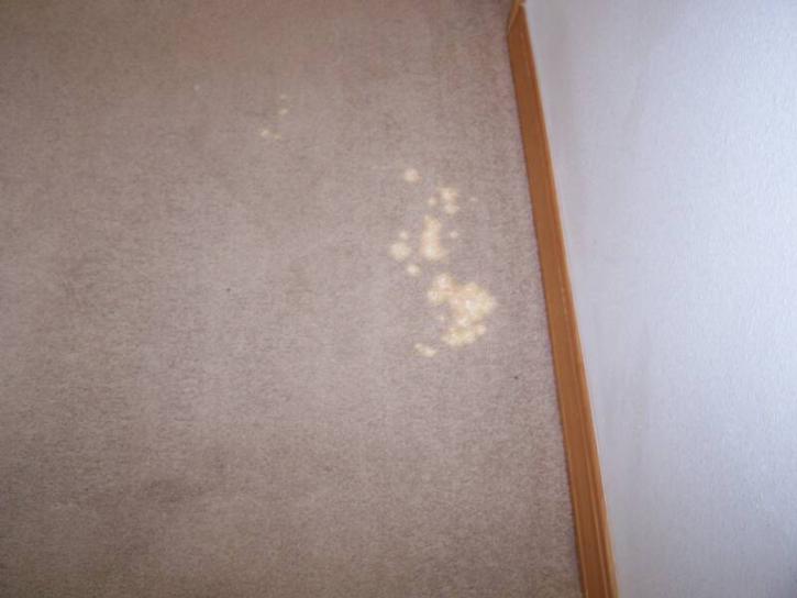Image for Days Carpet Care with ID of: 988504