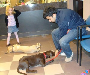 Image for Dogs Gone Good with ID of: 988592