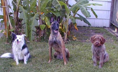 Image for Dogs Gone Good with ID of: 988593