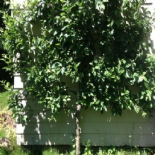 Image for Andover Arborists with ID of: 988680