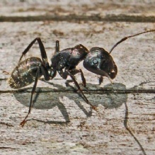 Image for Swat Exterminating Inc with ID of: 989475