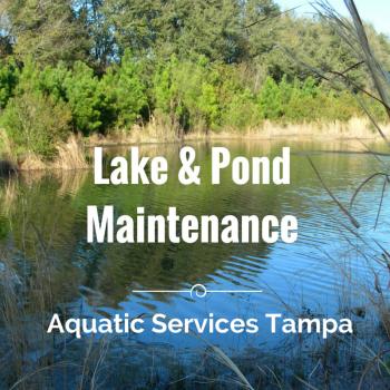 Image for A&B Aquatics Inc with ID of: 989701
