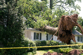 Image for Lake Orion Tree Service with ID of: 991236