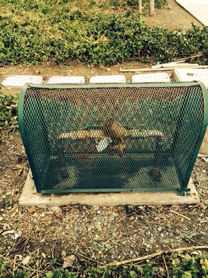 Image for Eastlake Plumbing Inc with ID of: 995230