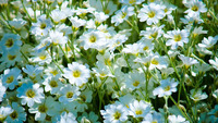 Image for Centerpiece Napa Valley with ID of: 995400