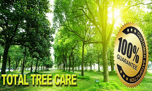 Image for Tree service Dallas with ID of: 996112