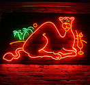 Photo for Thirsty Camel