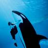 Photo for Discount SeaWorld San Diego Tickets and Hotel Packages Online