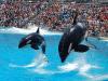 Photo for Discount San Diego Attraction Tickets Online