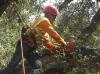 Photo for Cortez Tree Care INC