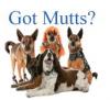 Photo for Dog DNA Testing - DNABreedID.com