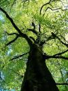 Photo for TOP NOTCH TREE - Sparta, WI
