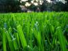 Photo for YARDS & ETC. - Professional Lawn Care Services