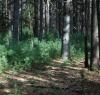 Photo for Real Estate in Payson, Arizona