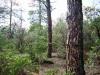 Photo for Real Estate in Payson, Arizona