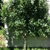 Photo for Andover Arborists