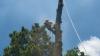 Photo for Tyler Tree Service
