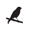 Photo for The Canary's Song