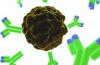 Photo for Anti-DDIT3 monoclonal antibody, clone 674DU3.5.2