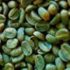 Photo for Green coffee bean extract - a unique product for weight loss