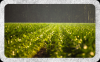 Photo for Health Benefits of Fulvic Acid