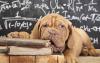 Photo for Dog Wall Decorations, Wall Murals
