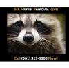 Photo for South Florida Animal Removal Services