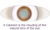 Photo for Island Eye Care, Inc.