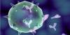 Photo for Mouse Anti-Rat Na, K Dependent ATPase Hybridoma [0-C2]